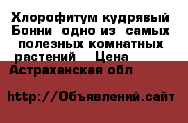 Хлорофитум кудрявый(Бонни)-одно из  самых полезных комнатных растений. › Цена ­ 300 - Астраханская обл.  »    